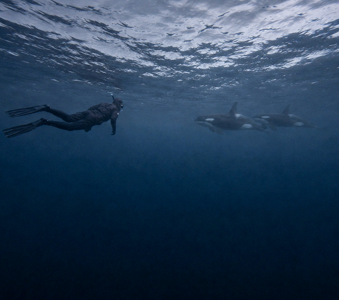 Snorkeller underwater alongside a passing group of orcas