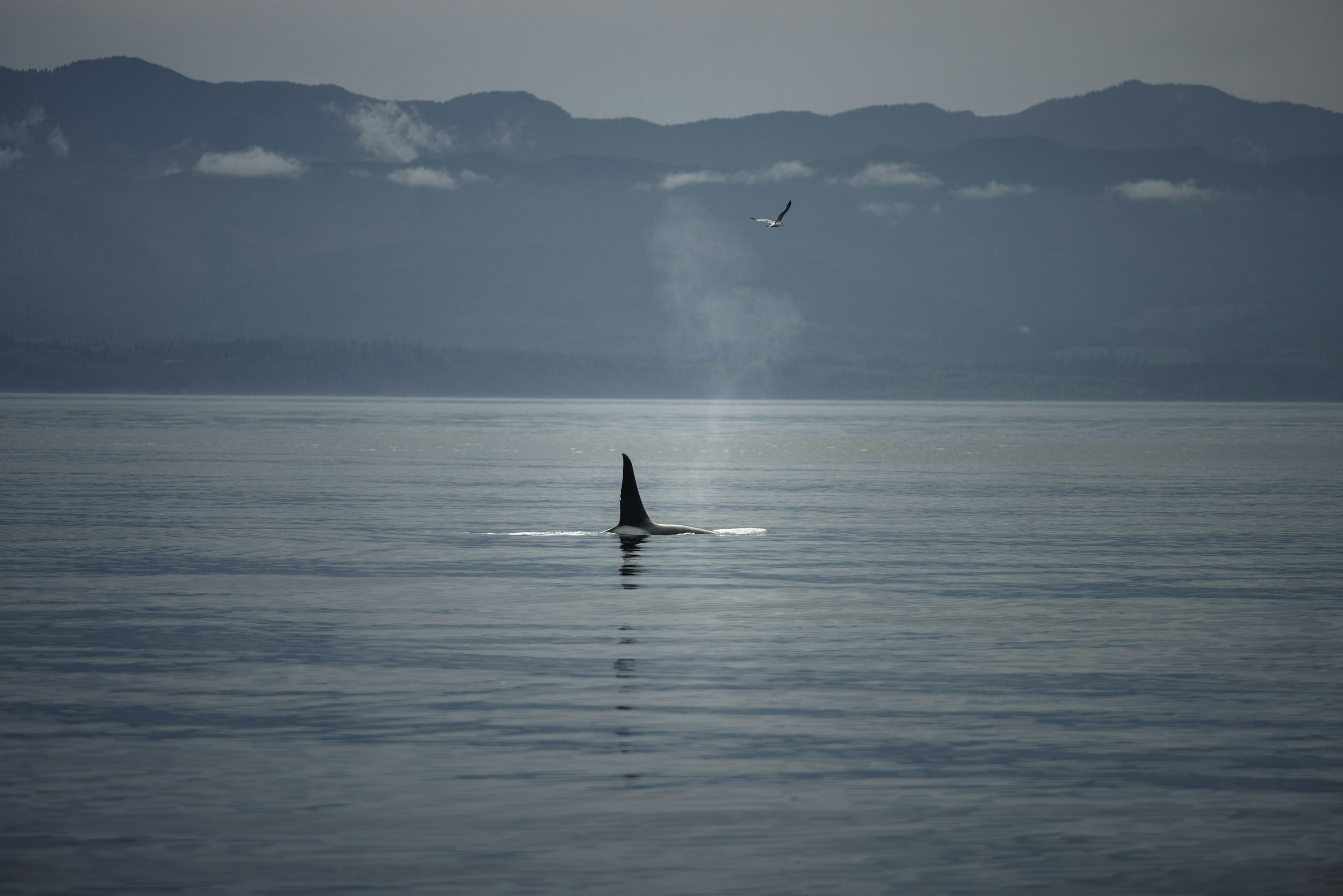 A real orca surfacing in calm open water