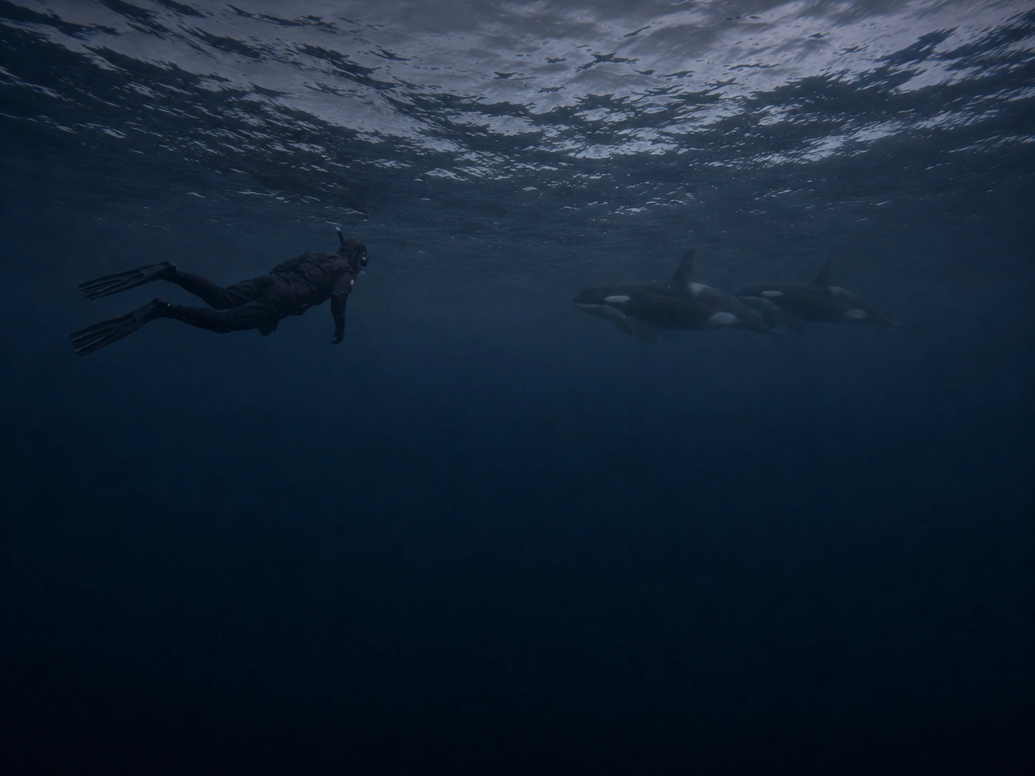 Freediver alongside orcas underwater