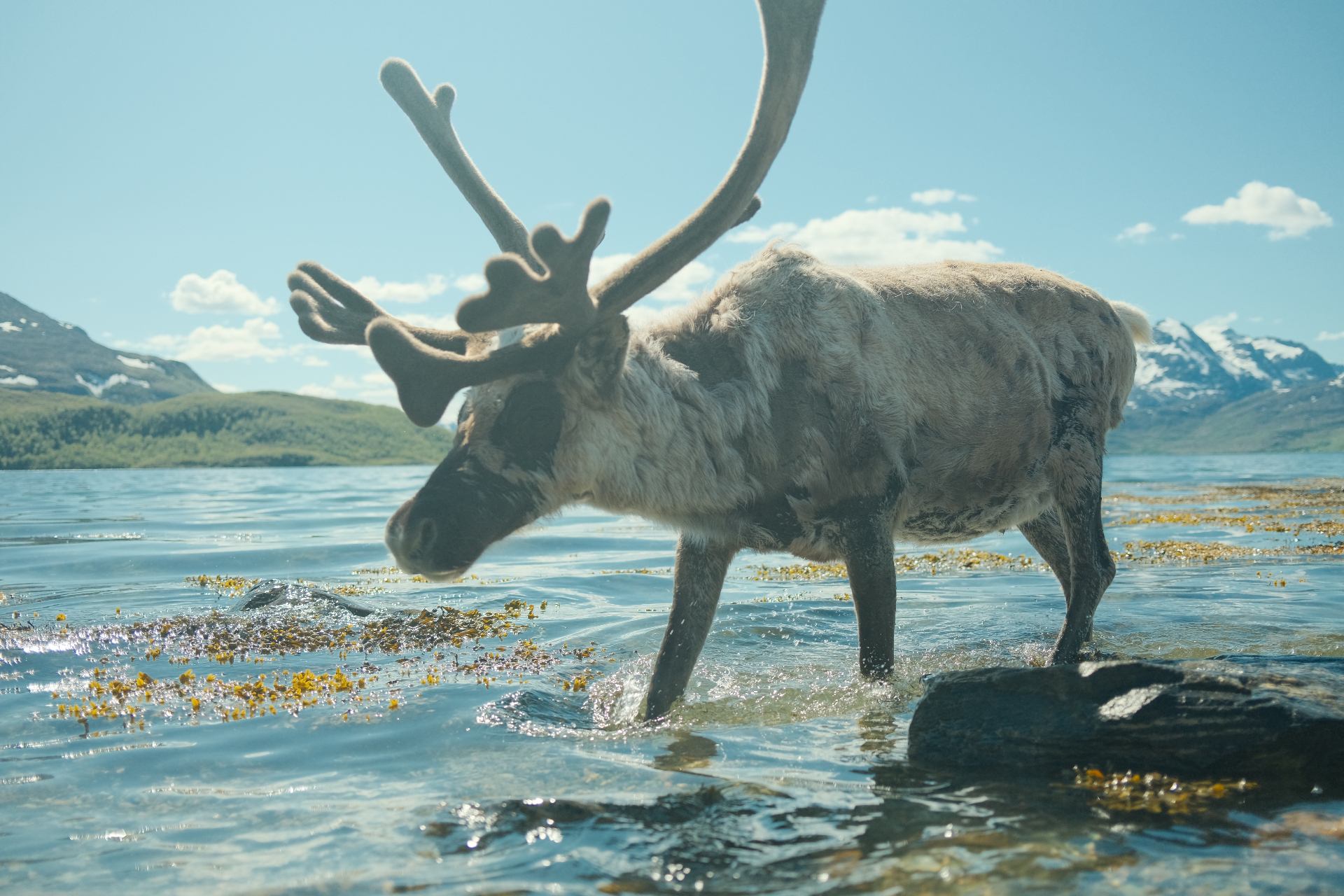 Reindeer wading through shallow Arctic fjord water with snow-capped mountains in the distance